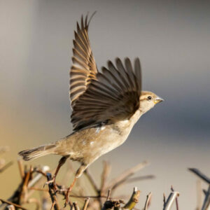 L'envol de l'oiseau, un coaching pour aller de l'avant
