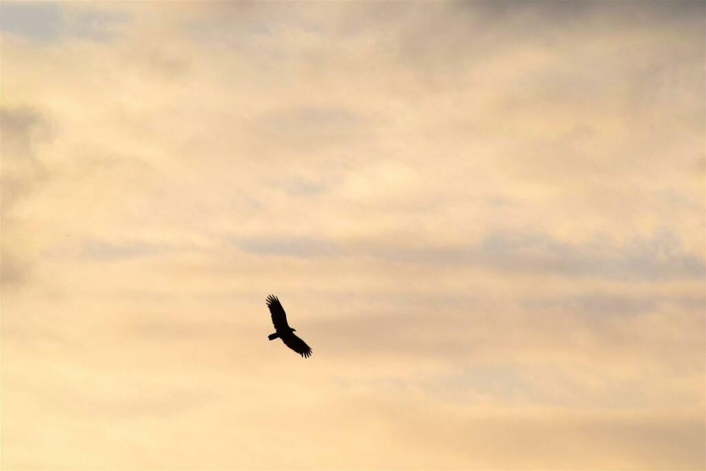 Avec la sophrologie : L'envol vers de nouveaux horizons
