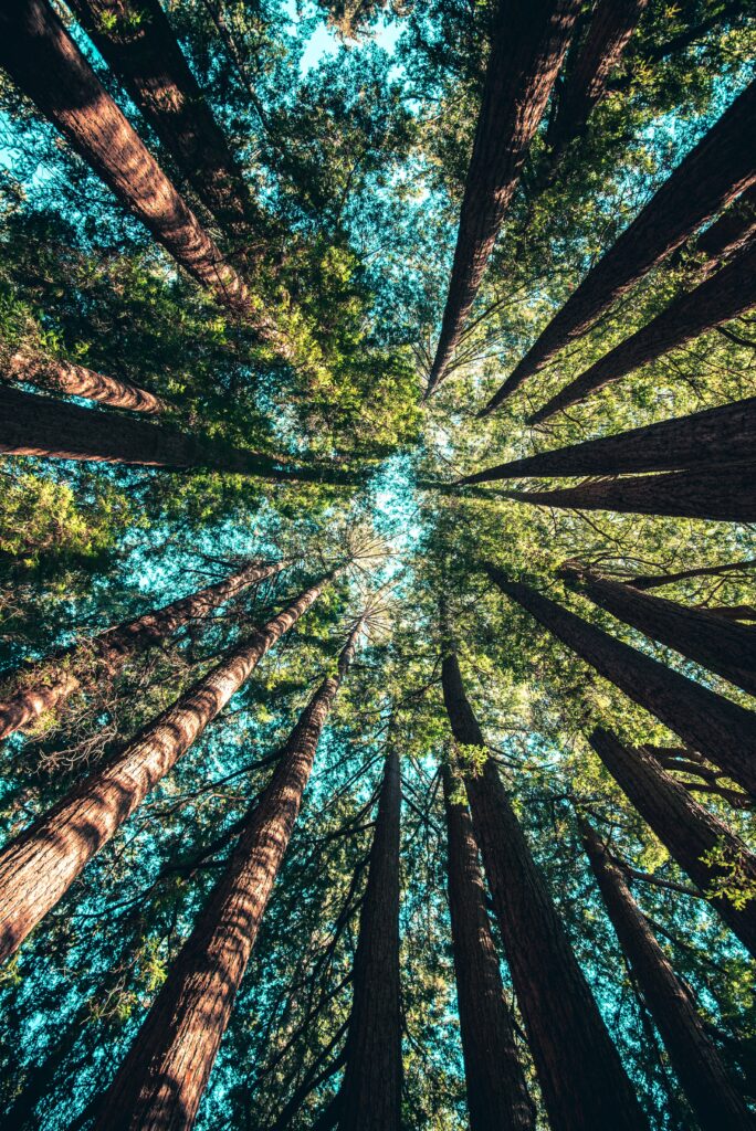 Lumière sous bois, un coaching pour atteindre les sommets